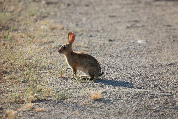 Cute Little Rabbit Park — Stock Photo, Image