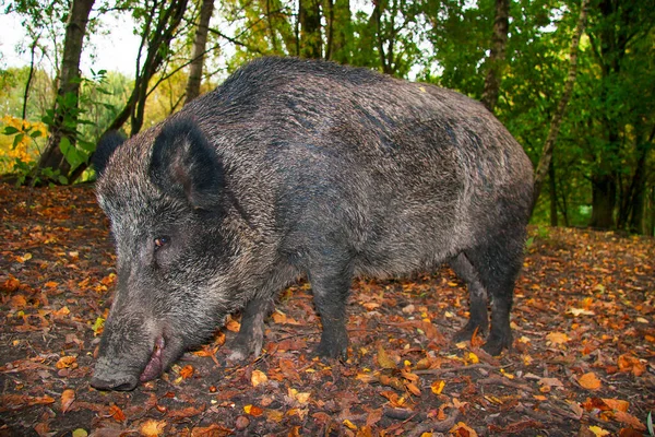 Grijs Wild Varken Het Bos — Stockfoto