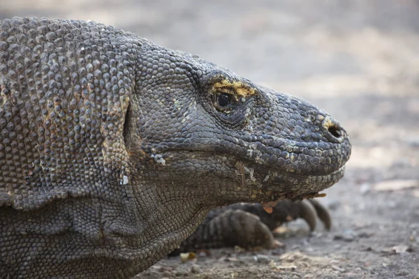 Close Tiro Dragão Komodo Habitat Natural — Fotografia de Stock