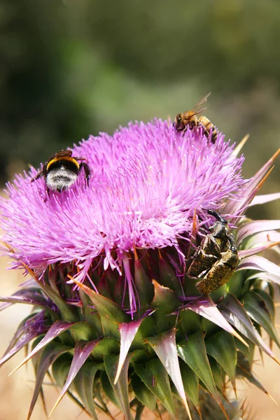 Αγία Μαρία Thisle Silybum Marianum Πλήρη Άνθιση Τις Μέλισσες Επισκέπτονται — Φωτογραφία Αρχείου