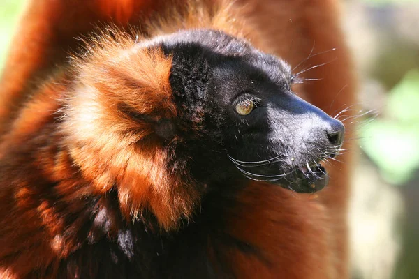 Red Ruffed Lemur Varecia Rubra — Stock Photo, Image