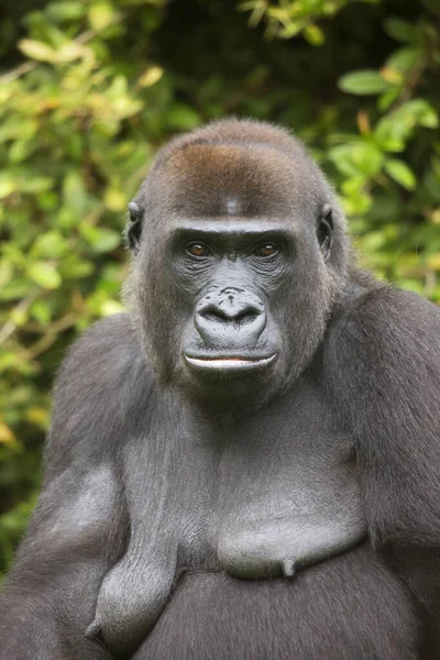 Batı ova gorilinin yakın görüntüsü  