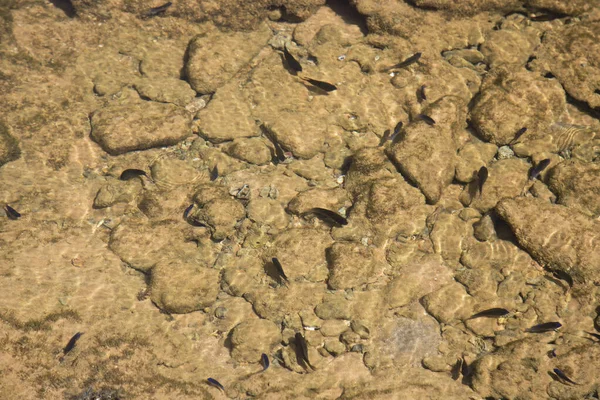 Meeressand Mit Großen Steinen Und Fischen — Stockfoto