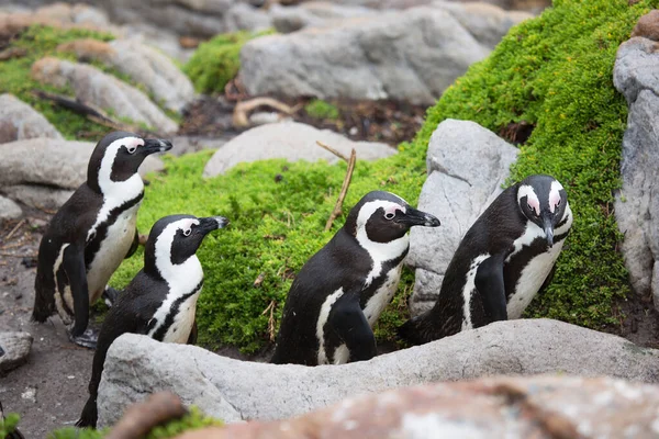 Söta Pingviner Vid Havet Stranden — Stockfoto