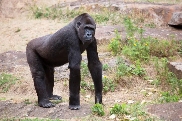Gorila Zoológico — Foto de Stock