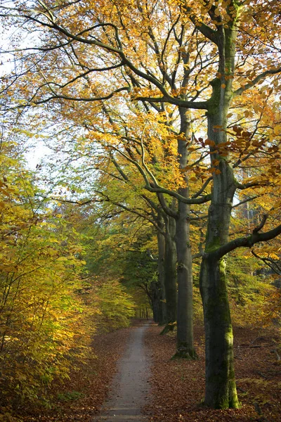 Podzimní Les Stromy Listy — Stock fotografie
