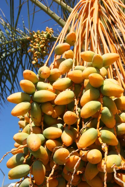 Güzel bir hurma ağacının yakın çekimi.