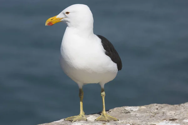 Närbild Cape Eller Kelp Gull Larus Dominicanus Stående Sten — Stockfoto
