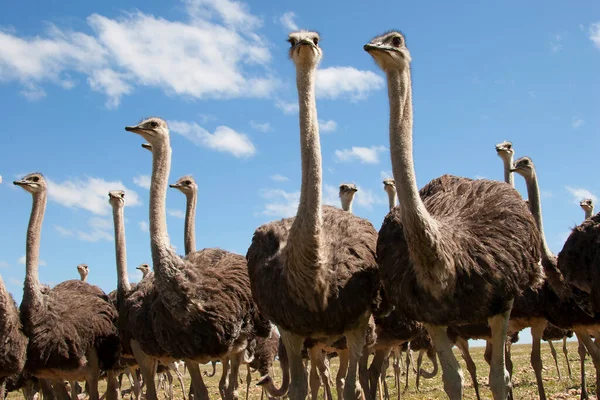 Group Young Common Ostriches Struthio Camelus Walking Together Open Plains — Stock Photo, Image