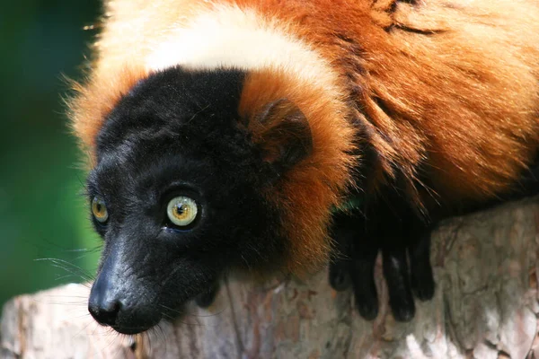 Kırmızı Nomascus lemur, varecia rubra