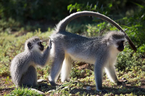 Dois Macacos Floresta — Fotografia de Stock