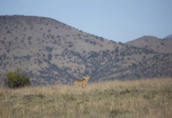 Çita, Acinonyx Jubatus, açık düzlüklerde avını yakalamak için bekliyor.
