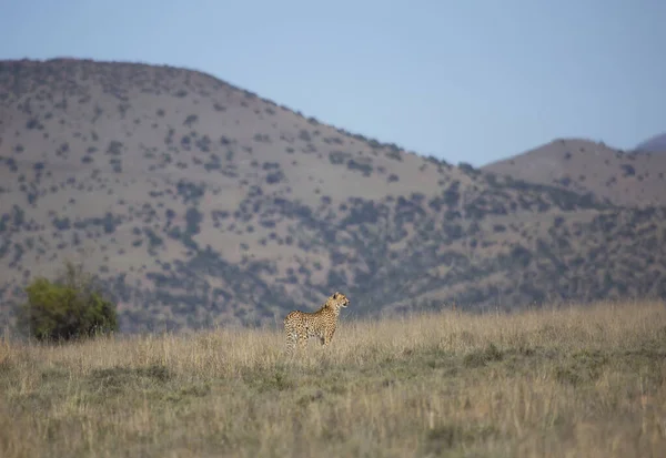 cheetah, Acinonyx jubatus, watching for prey to catch on the open plains