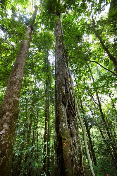 Exuberante Vegetación Tropical Selva —  Fotos de Stock