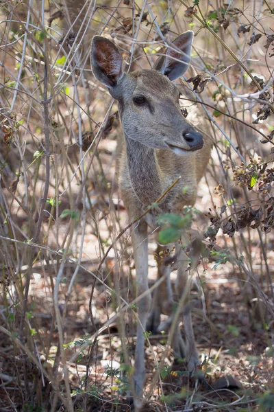 Gros Plan Cerf Javan Rusa Sunda Sambar Rusa Timorensis — Photo