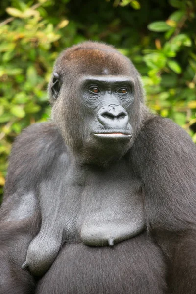 Gorilla Zoo Natürlicher Lebensraum — Stockfoto