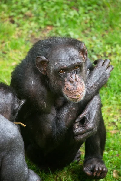Blick Auf Einen Niedlichen Schwarzen Schimpansen — Stockfoto