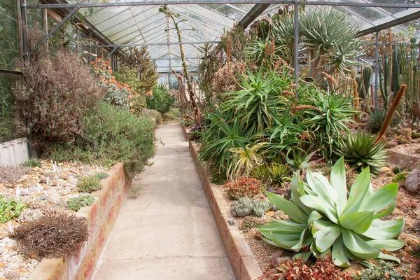 Serada yetişen sulu kaktüslere yakın çekim