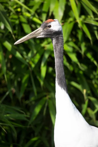 Close White Capon — стоковое фото