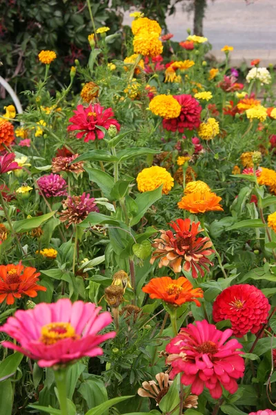 Lecho Flores Color Enlace Con Zinnia Común Otros Tipos Diferentes — Foto de Stock