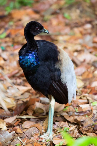 地上の黒冠鳥 — ストック写真