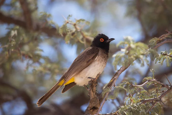 Ağacın dalında bir kuş 