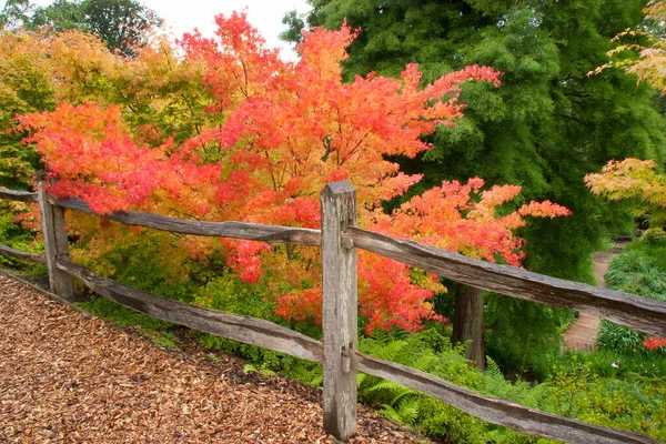 Schöne Herbstlandschaft Mit Bäumen Und Blättern — Stockfoto