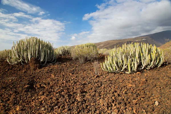 Paisaje Del Valle Volcánico Con Plantas Cactus — Foto de Stock