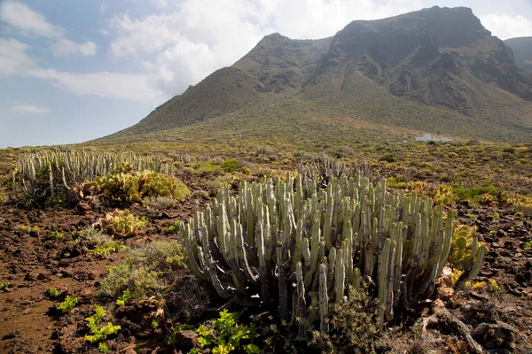 Kaktüslü volkan vadisi manzarası