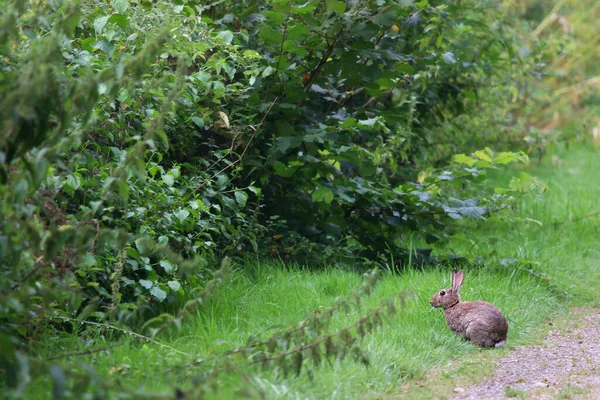 Ein Kleines Kaninchen Grünen Gras — Stockfoto