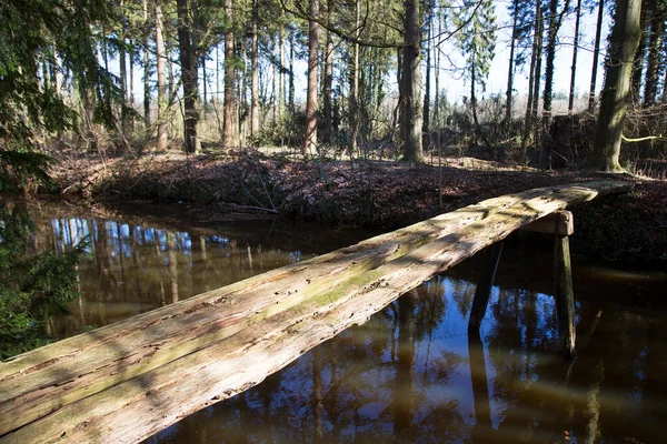 日当たりの良い森の川を渡る木のボードウォーク — ストック写真