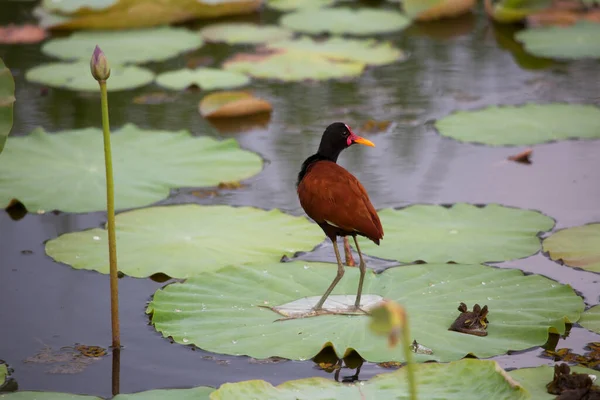 池の上の美しい鳥 — ストック写真