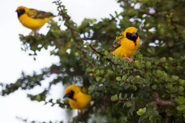 Doğadaki Güzel Kuşların Manzarası — Stok fotoğraf