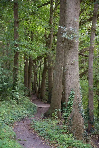 Yeşil parktaki bir ormanın dikey görüntüsü.