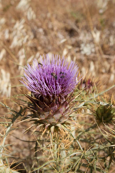 Thistle Λουλούδι Στον Κήπο — Φωτογραφία Αρχείου