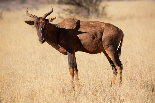 Κοινό Τσέσεβε Σάσσαβι Damaliscus Lunatus Υποείδος Lunatus Βόσκηση Στεγνούς Λειμώνες — Φωτογραφία Αρχείου