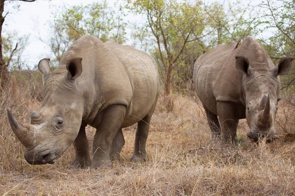 Vista Rinocerontes Savana África — Fotografia de Stock