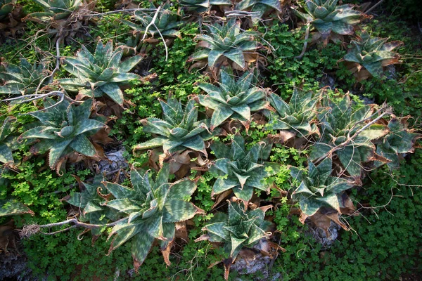 Foglie Verdi Giardino — Foto Stock