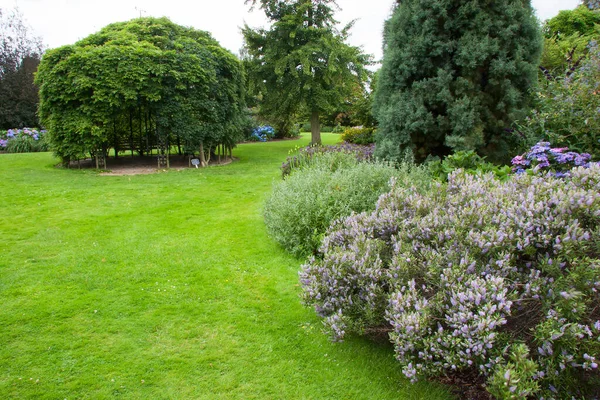 Vacker Botanisk Skott Naturliga Tapeter — Stockfoto