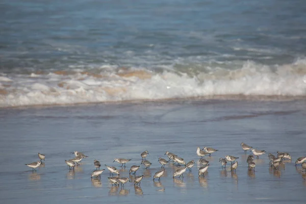 Чайки Пляже Португалии — стоковое фото