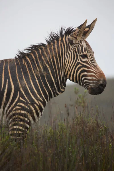 Zebra Szavannában — Stock Fotó