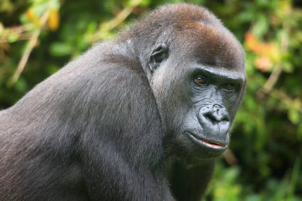 Gorilla Zoo Natural Habitat — Stock Photo, Image