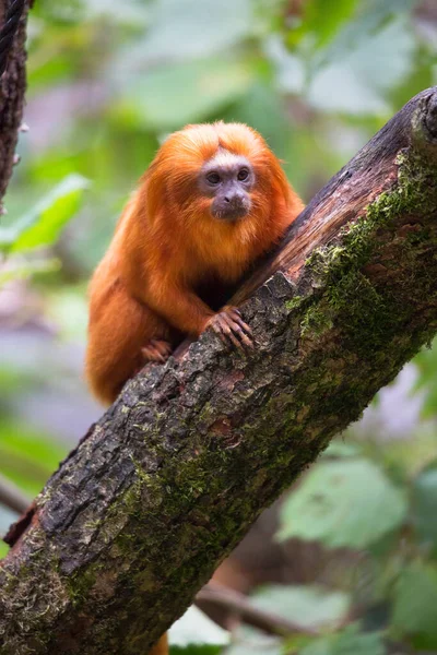 Roter Affe Sitzt Auf Baum — Stockfoto