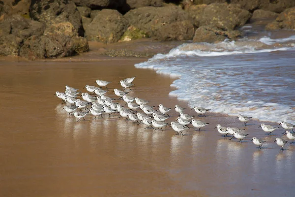 Чайки Пляже Португалии — стоковое фото