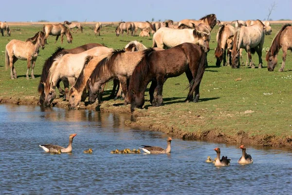 Prachtig Uitzicht Pony Paarden — Stockfoto