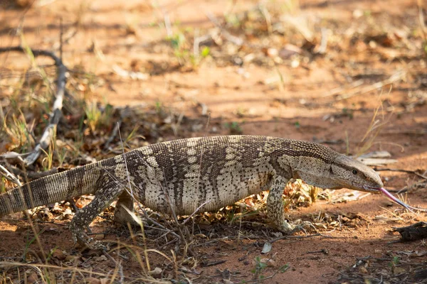 Närbild Bild Leguan Gräset — Stockfoto