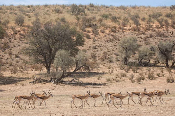 Springbok Antidorcas Marsupialis Spacery Wypas Suchych Łąkach Pustyni — Zdjęcie stockowe