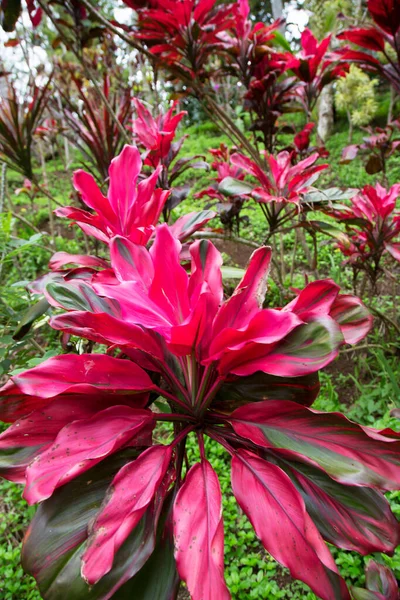 Leuchtend Violett Gefärbter Tropischer Dschungel Oder Hauspflanze Cordyline Terminalis Die — Stockfoto