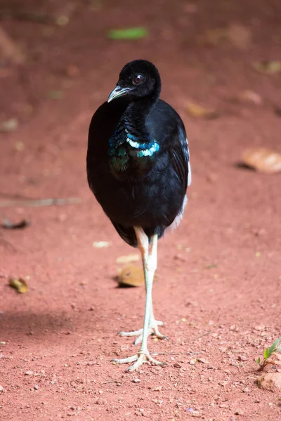 Черная Экзотическая Птица Джунглях — стоковое фото