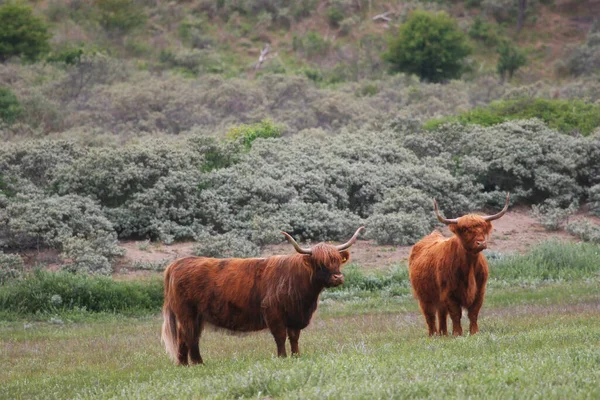 一群奶牛在草地上吃草 — 图库照片